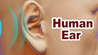 How the ear works | Human Ear | Class10 | Physics | ICSE Board | Home Revise