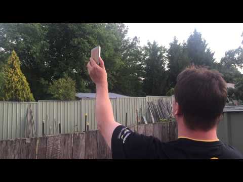 Benny tricks an Eastern Koel into flying away.