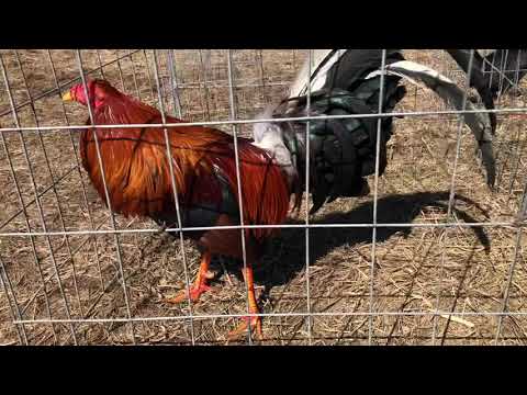 Semental sweater 5000 dink fair 2018