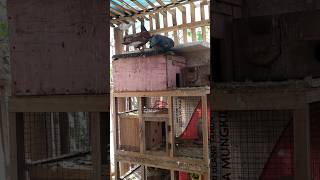 Download lagu Merpati tak ingkar janji #merpati #pigeon #birds #unggas mp3