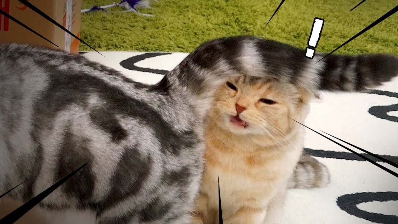 엄마 똥꼬 냄새 맡고 충격 받은 고양이 라온