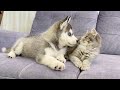 Husky Puppy Reacts To Meeting Kitten For The First Time CUTEST VIDEO EVER