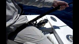 Black Marlin on Spinning Gear at PSFL