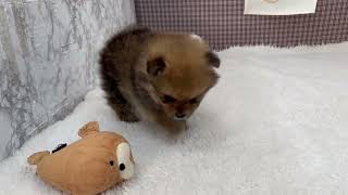 ポメラニアンの動画01