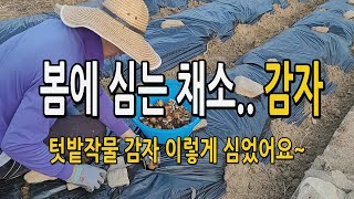 봄에 심는 텃밭채소 감자! 감자 이렇게 심었어요~ 씨감자 심는방법 심기