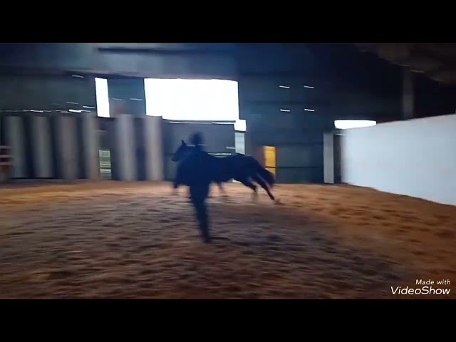 Hongre par Galaxie et Sandreo