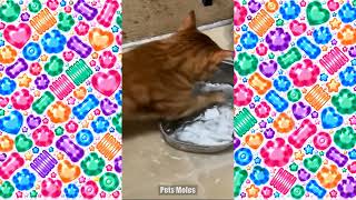 笑いと癒しがいっぱい！面白い動物たちの楽しい日常