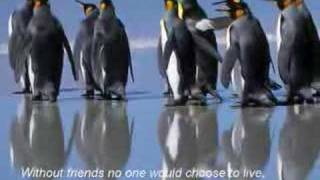 friends Video