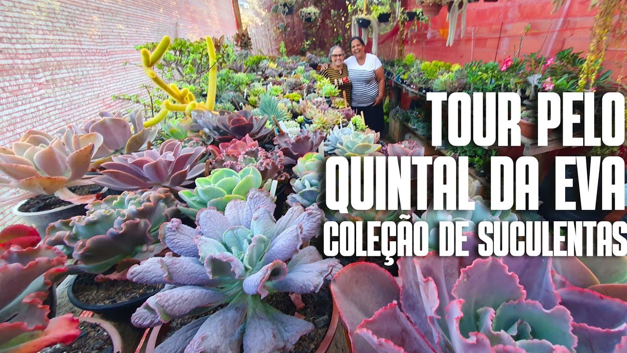 TOUR PELAS LINDAS PLANTAS DA EVA: UMA LINDA COLEÇÃO DE SUCULENTAS E CACTOS | COMO CUIDAR DAS PLANTAS