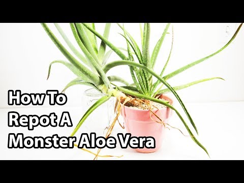 , title : 'How To Repot And Divide Aloe Vera Plants ( Repotting Tips )'