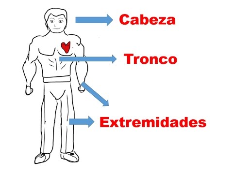 el cuerpo humano para niños cabeza tronco y extremidades