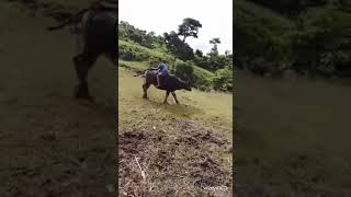 Download lagu My only one son he is playing ride the carabao mp3 Download lagu My only one son he is playing ride the carabao mp3