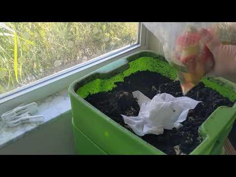 Hot Frog Living Composter Year 1 Day 106 -More Watermelon Rind Feedings -  Vermicomposting