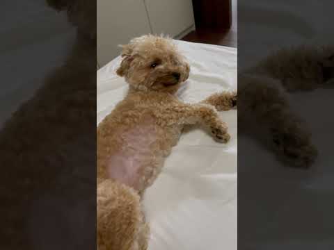 経営学科 飼い主のベッドでネムネムトイプードル14ヶ月 #toypoodle #トイプードル