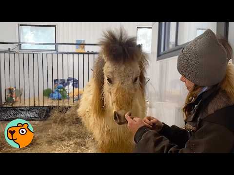 Mini Horse Finally Gets To Keep Her Baby & Can’t Get Enough | Cuddle Buddies