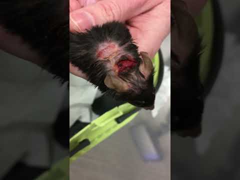 Dermatite ulcéreuse souris C57BL/6