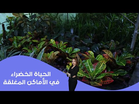 فيديو | نباتات الظل: الحياة الخضراء في الأماكن المغلقة