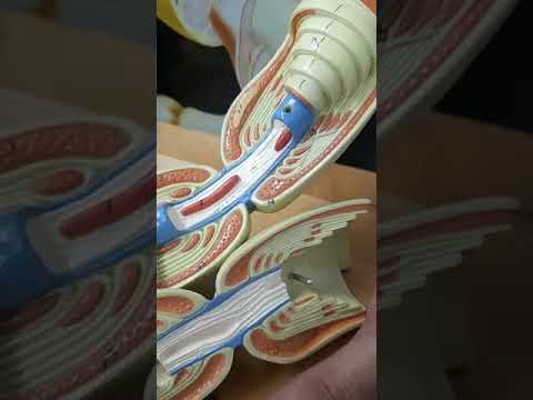 Explicação do Axônio