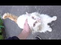 Old Cat With Orange Tail Is Still Alive