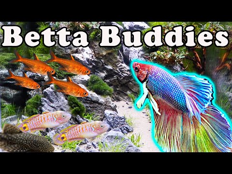 The Best Buddies for Your Betta! What Fish Can Go WIth Your Betta?