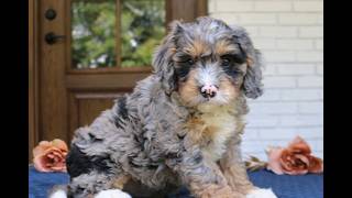 Video preview image #1 Bernedoodle (Miniature) Puppy For Sale in NARVON, PA, USA