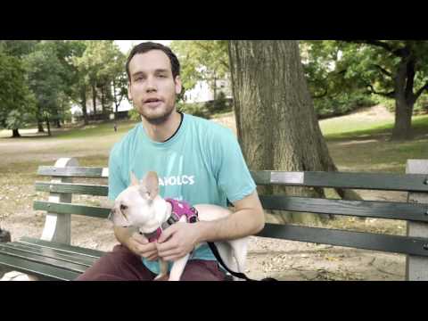 Day in The Life of a Dog Walker