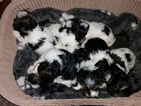 Action pur! W-, X- u. Y-Wurf (6. + 5. Woche)