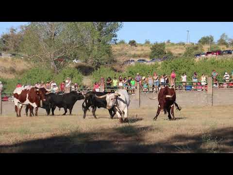 Dsenjaule de los novillos para los festejos taurinos de Aldeadávila