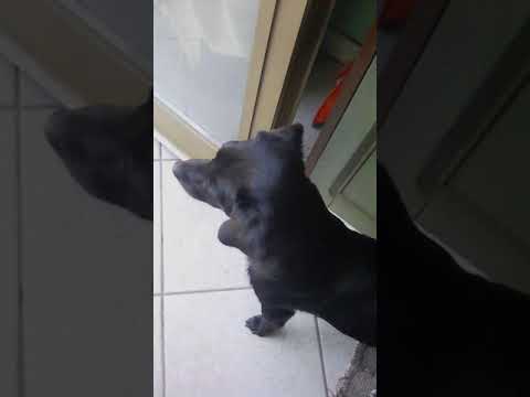 La vita del mio canne