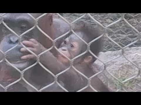 Los Angeles Zoo video review