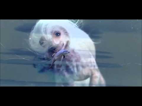 Karmah Yung Jugg & Avi Twat - Point EM OUT