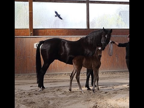 Oldenburger Stutfohlen v. Best of Gold aus Stute v. Hohenstein - Matcho AA