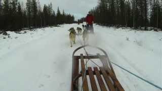 preview picture of video 'Sweden Dog Sledding Timelapse'