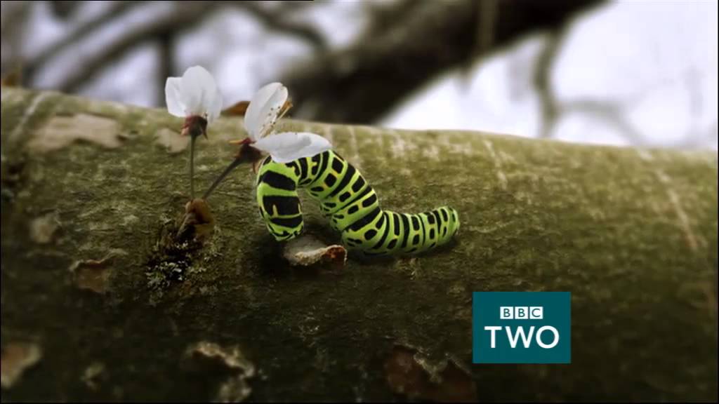 BBC Two - Springwatch Caterpillar