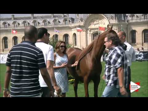 1st Place N.22 DEEM AM - Chantilly 2015 AWC - Fillies Championship (Class 12)