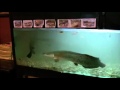 Amazone monster fish in big aquarium 2 