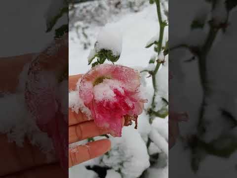 Garden in snow 雪中花园#garden #snow #flowers #winter #花 @emmajamesgarden2649