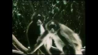 Sesame Street - Funny Face (1969)