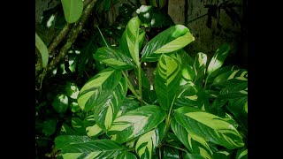 Ctenanthe Lubbersiana Plant Care and Propagation #GoldenMosaic