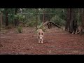 The Breed 2006 Escape Scene