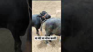 Download lagu buffalo meeting//Short video mp3 Download lagu buffalo meeting//Short video mp3