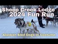 Sheep Creek Lodge 2024 Sled Dog Fun Run 50 Miles And Costumes Sleddogs Subscribe
