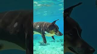 Dog Dolphin!