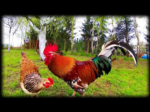 Który kogut jest najpiękniejszy?Mister kurnika- wybory.