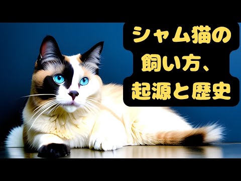 シャム猫の世話