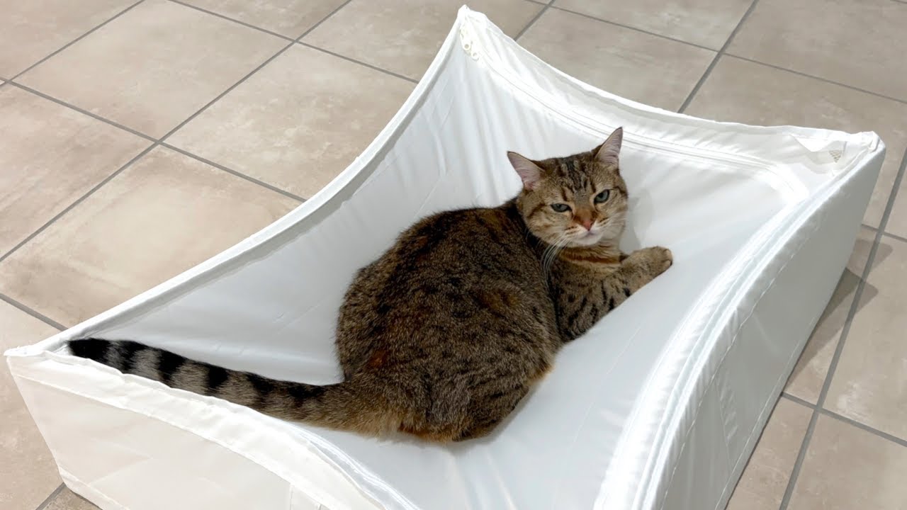 まったりしてるのを邪魔したら猫に怒られました