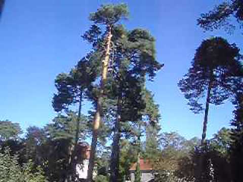 Fällung einer Kiefer astrein baumpflege / Berlin 2/3