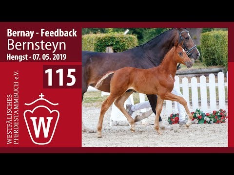 115 Bernsteyn Hengst v. Bernay - Feedback