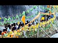 Velliangiri Hills Whatsapp Status Tamil South Kailash Velliangiri Hills