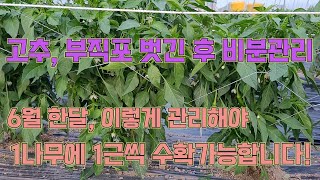 부직포터널고추, 부직포 벗긴 후 비분관리는 이렇게 해야 합니다! 고추농사 잘 짓는 법!